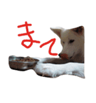 わたあめちゃん（白い犬）（個別スタンプ：32）