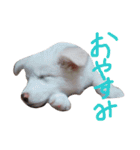 わたあめちゃん（白い犬）（個別スタンプ：33）