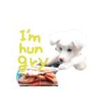 わたあめちゃん（白い犬）（個別スタンプ：34）