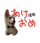 わたあめちゃん（白い犬）（個別スタンプ：35）