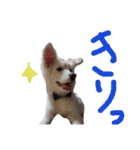 わたあめちゃん（白い犬）（個別スタンプ：37）