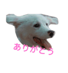わたあめちゃん（白い犬）（個別スタンプ：40）