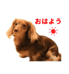 こむぎさんとあずきちゃん（個別スタンプ：1）