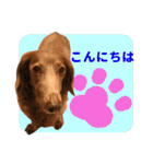 こむぎさんとあずきちゃん（個別スタンプ：2）