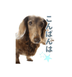こむぎさんとあずきちゃん（個別スタンプ：3）