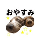 こむぎさんとあずきちゃん（個別スタンプ：4）