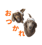 こむぎさんとあずきちゃん（個別スタンプ：5）