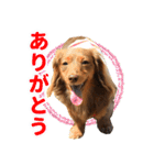 こむぎさんとあずきちゃん（個別スタンプ：6）