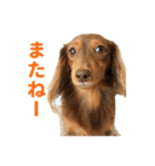 こむぎさんとあずきちゃん（個別スタンプ：9）