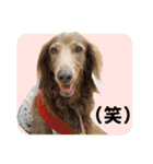 こむぎさんとあずきちゃん（個別スタンプ：10）