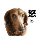 こむぎさんとあずきちゃん（個別スタンプ：13）