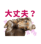 こむぎさんとあずきちゃん（個別スタンプ：14）