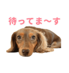 こむぎさんとあずきちゃん（個別スタンプ：16）