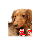 こむぎさんとあずきちゃん（個別スタンプ：19）