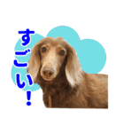 こむぎさんとあずきちゃん（個別スタンプ：20）