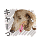 こむぎさんとあずきちゃん（個別スタンプ：22）