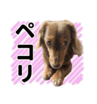 こむぎさんとあずきちゃん（個別スタンプ：23）