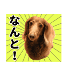 こむぎさんとあずきちゃん（個別スタンプ：24）