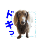 こむぎさんとあずきちゃん（個別スタンプ：26）