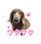 こむぎさんとあずきちゃん（個別スタンプ：29）