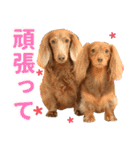 こむぎさんとあずきちゃん（個別スタンプ：30）