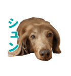 こむぎさんとあずきちゃん（個別スタンプ：33）