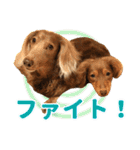 こむぎさんとあずきちゃん（個別スタンプ：34）