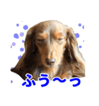 こむぎさんとあずきちゃん（個別スタンプ：36）