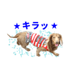 こむぎさんとあずきちゃん（個別スタンプ：38）
