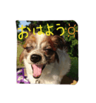 くぅちゃんのいろんな表情（個別スタンプ：1）
