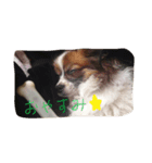 くぅちゃんのいろんな表情（個別スタンプ：2）