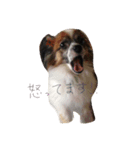 くぅちゃんのいろんな表情（個別スタンプ：4）