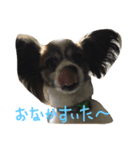 くぅちゃんのいろんな表情（個別スタンプ：5）