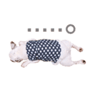 バジルのスタンプ (フレンチブルドッグ)（個別スタンプ：29）