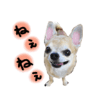 ちわわのとらくん冬Ver.（個別スタンプ：2）
