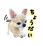 ちわわのとらくん冬Ver.（個別スタンプ：4）