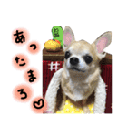 ちわわのとらくん冬Ver.（個別スタンプ：7）