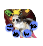 ちわわのとらくん冬Ver.（個別スタンプ：9）