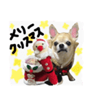 ちわわのとらくん冬Ver.（個別スタンプ：12）