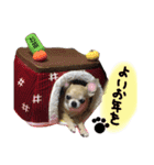 ちわわのとらくん冬Ver.（個別スタンプ：13）