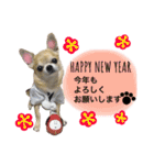 ちわわのとらくん冬Ver.（個別スタンプ：14）