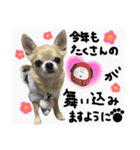 ちわわのとらくん冬Ver.（個別スタンプ：15）