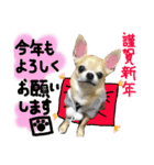 ちわわのとらくん冬Ver.（個別スタンプ：16）