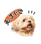 すず + ワン（個別スタンプ：14）