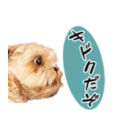 すず + ワン（個別スタンプ：20）