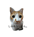 ねこといぬと、新入りのファラオ。（個別スタンプ：2）