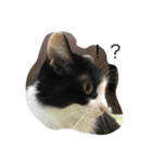 ねこといぬと、新入りのファラオ。（個別スタンプ：3）