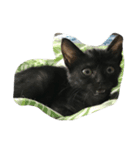 ねこといぬと、新入りのファラオ。（個別スタンプ：7）