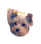 Pixie  The Yorkie（個別スタンプ：5）