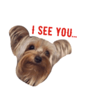 Pixie  The Yorkie（個別スタンプ：7）